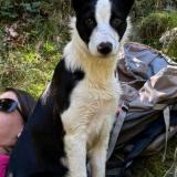 Foto de perro perdido en Lavit