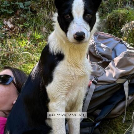 Foto 1/1 Aika Chien perdido en Lavit