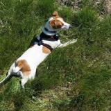 Foto de perro perdido en Avignon