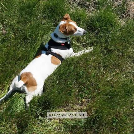 Foto de perro perdido en Avignon