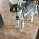 Foto de perro perdido en Avaray