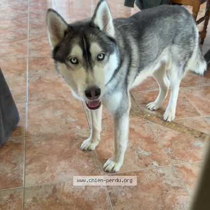 Foto 1/1 Natsu Chien perdido en Avaray