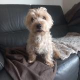 Foto de perro perdido en La Membrolle Sur Longuenee