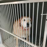 Foto de perro encontrado en Six Fours Les Plages