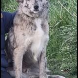 Foto de perro perdido en Moissieu Sur Dolon