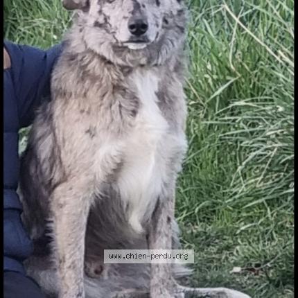 Foto 1/1 Volt Chien perdido en Moissieu sur dolon