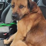 Foto de perro perdido en Bruay La Buissiere