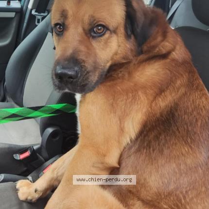 Foto 1/1 Guismo Chien perdido en Bruay la buissiere