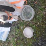 Foto de perro encontrado en Josat