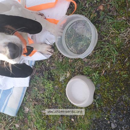 Foto 1/1 Perro encontrado Encontrado en Josat