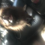 Foto de perro encontrado en Bedford