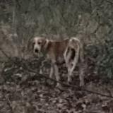 Foto de perro encontrado en Salles