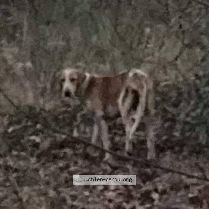 Foto de perro encontrado en Salles