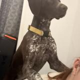 Foto de perro perdido en Masnieres