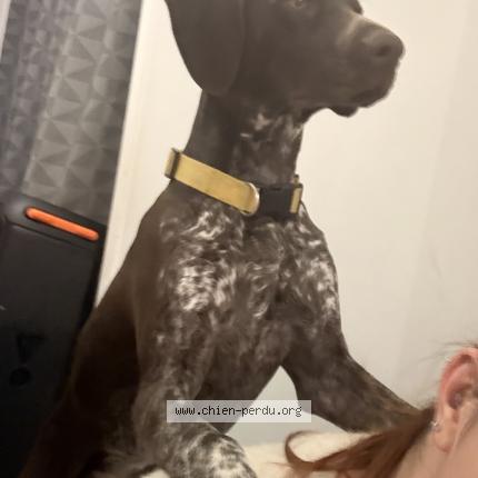 Foto 1/1 Athéna Chien perdido en Masnieres