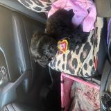 Foto de perro perdido en Mcminnville