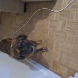 Foto de perro encontrado en Givry