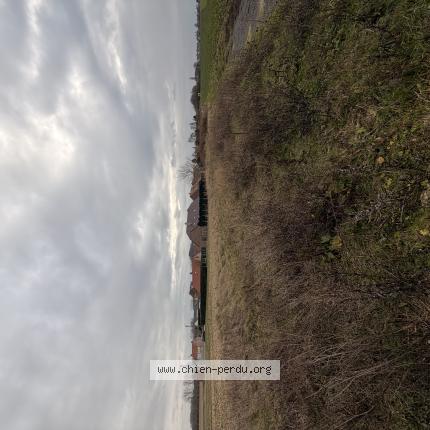 Foto de perro encontrado en Wallers