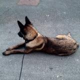 Foto de perro perdido en Craponne