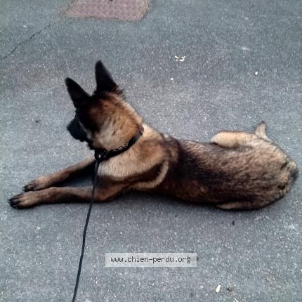 Foto 1/1 ATHENA Chien perdido en Craponne