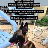 Foto de perro perdido en St Andre