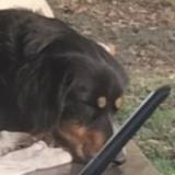 Foto de perro perdido en Ibos