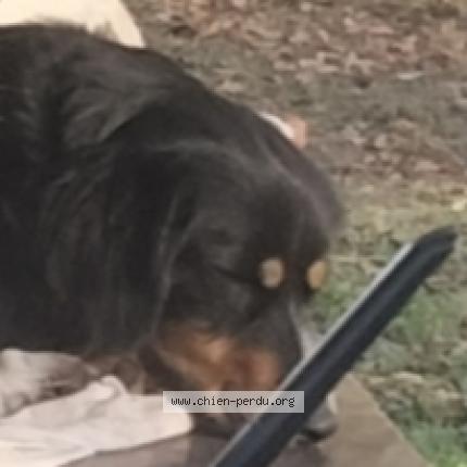 Foto de perro perdido en Ibos