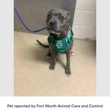 Foto de perro perdido en Fort Worth