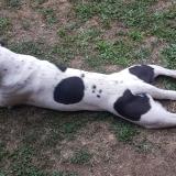 Foto de perro perdido en Lachamp Ribennes