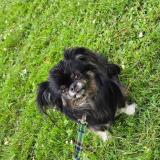 Foto de perro perdido en Jumet