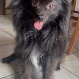 Foto de perro perdido en Pouillon