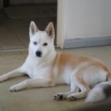 Foto de un perro reunido en St Andre