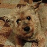 Foto de perro perdido en Malzy