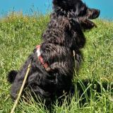 Foto de perro perdido en Queige