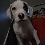 Foto de perro perdido en Oshawa