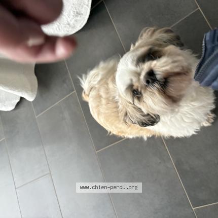 Foto de perro encontrado en Bormes Les Mimosas
