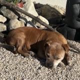 Foto de perro perdido en Cassis