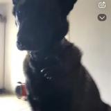 Foto de perro perdido en Saint Maixme Hauterive