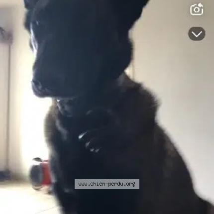 Foto de perro perdido en Saint Maixme Hauterive