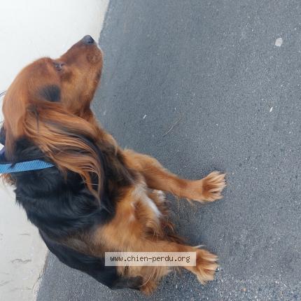 Foto de perro encontrado en Le Perreux Sur Marne