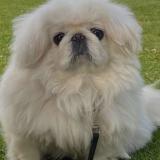 Foto de perro perdido en Los Angeles