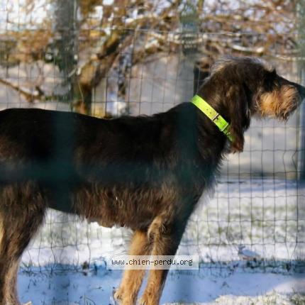 Foto 2/2 Ot&egrave;s Chien perdido en Saint ciers sur gironde