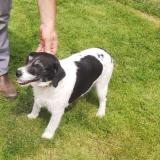 Foto de perro perdido en Combree