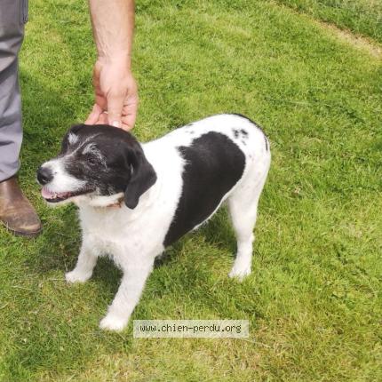 Foto 1/1 Daisy Chien perdido en Combree