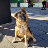 Foto de perro perdido en Marseille