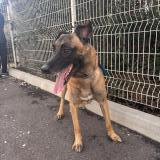 Foto de perro encontrado en Perpignan