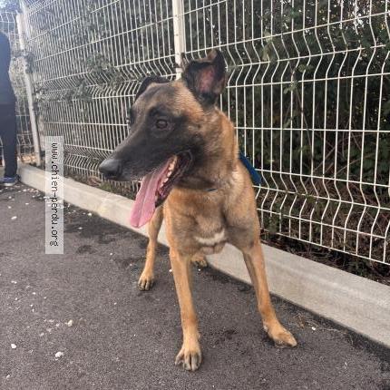 Foto 1/1 Perro encontrado Encontrado en Perpignan