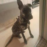 Foto de perro perdido en Mouilleron En Pareds