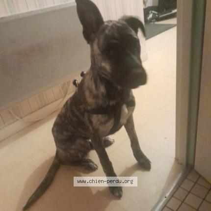 Foto 1/1 Arkana Chien perdido en Mouilleron en pareds