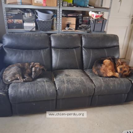 Foto 1/1 Paris Chien perdido en Montagnieu